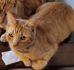 Lost Male Cat last seen HYDE PARK & MARKET ST, Inglewood, CA 90302