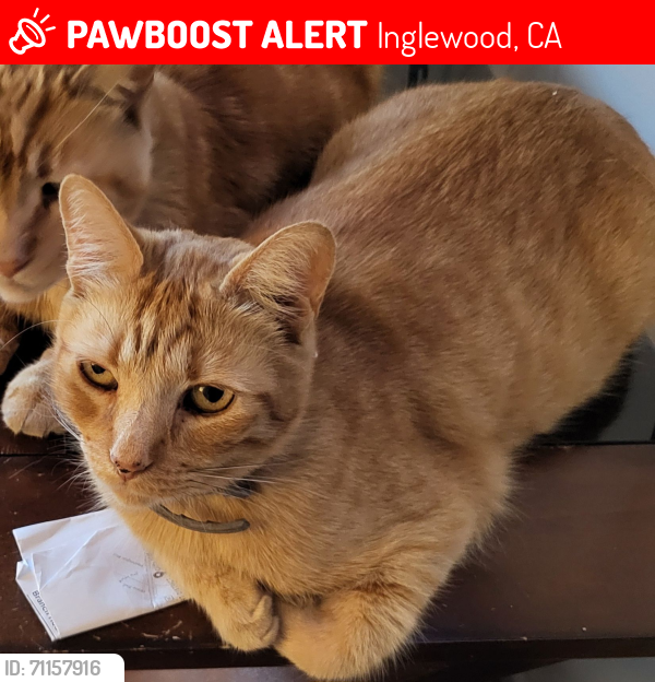 Lost Male Cat last seen HYDE PARK & MARKET ST, Inglewood, CA 90302