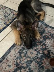 Lost Male Dog last seen Near se 6th street Dania beach florida, Dania Beach, FL 33004