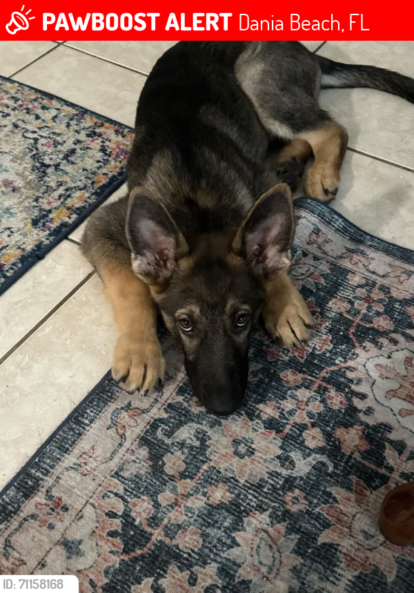 Lost Male Dog last seen Near se 6th street Dania beach florida, Dania Beach, FL 33004