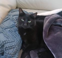 Lost Female Cat last seen Forest Hills near Market Street, Wilmington, NC 28403