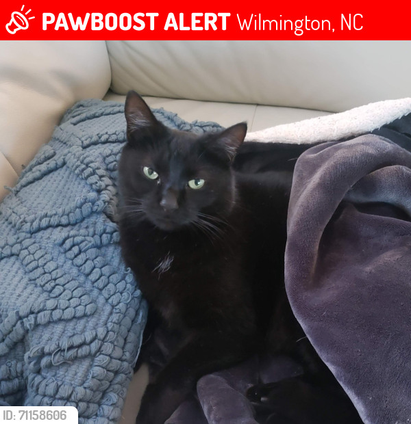 Lost Female Cat last seen Forest Hills near Market Street, Wilmington, NC 28403