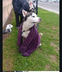 Lost Male Dog last seen Ocean and granada, Long Beach, CA 90803