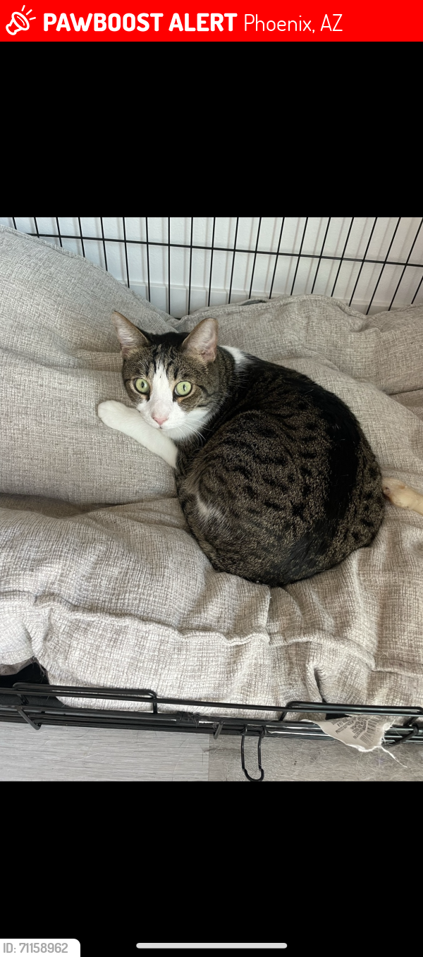 Lost Male Cat last seen I17 & Jomax Avilla Canyon apmts, Phoenix, AZ 85085