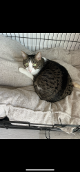 Lost Male Cat last seen I17 & Jomax Avilla Canyon apmts, Phoenix, AZ 85085