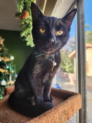 Lost Female Cat last seen Huntington Dr. and Maycrest Ave., Los Angeles, CA 90032