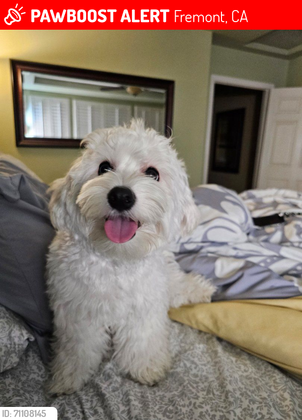 Lost Female Dog last seen She was sitting in the middle of the street next to Miwok Ct street sign., Fremont, CA 94539