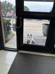 Reunited Male Dog last seen W Bellfort Ave, Houston, TX, USA, Houston, TX 77035