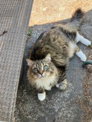 Lost Male Cat last seen Calaveras and El Molino, Altadena, CA 91001