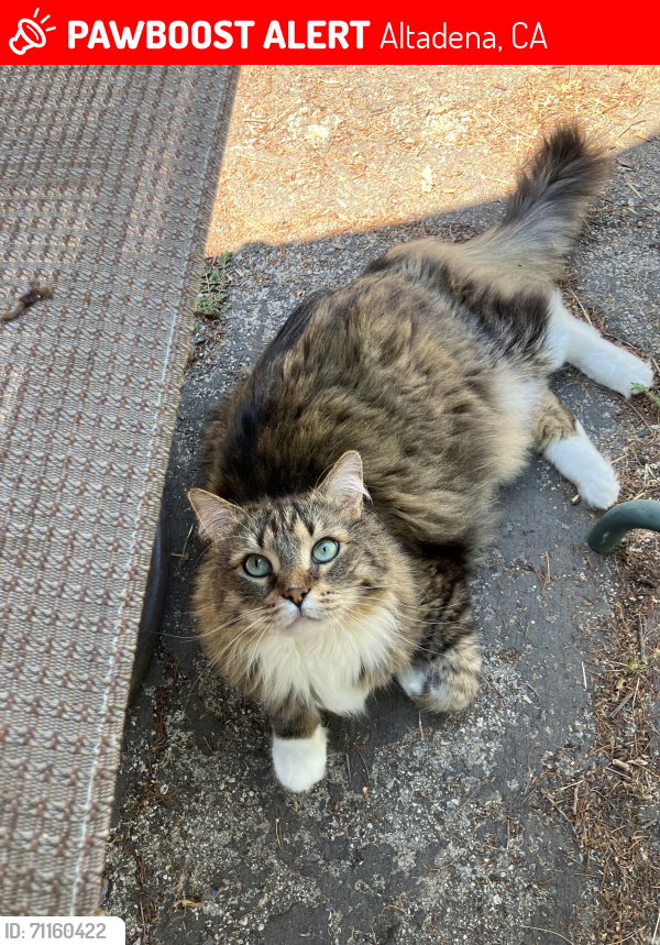 Lost Male Cat last seen Calaveras and El Molino, Altadena, CA 91001