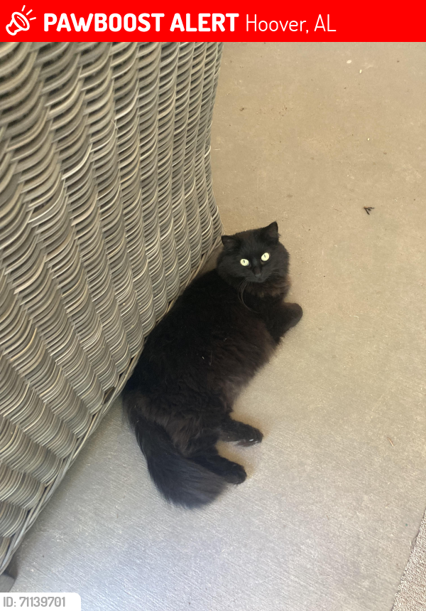 Lost Female Cat last seen Hoover Bus Depot, Hoover, AL 35244