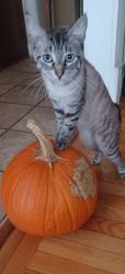 Lost Male Cat last seen Highway 10, Saddle Hill, Greenwood sc, Greenwood, SC 29646