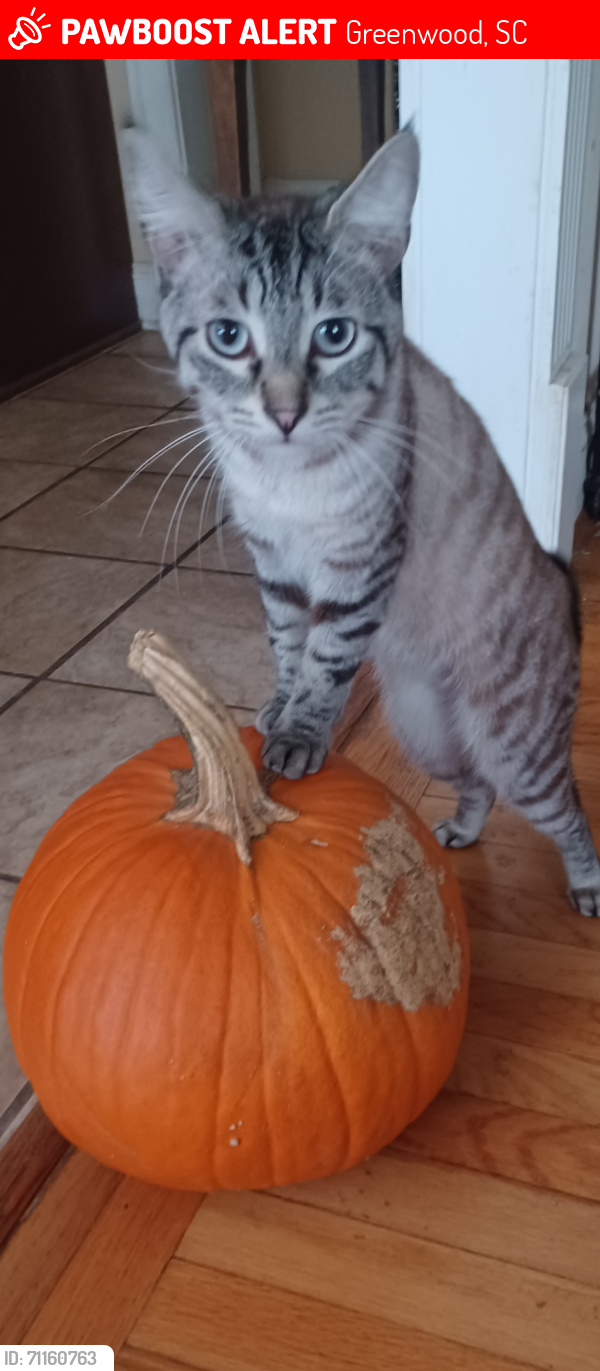 Lost Male Cat last seen Highway 10, Saddle Hill, Greenwood sc, Greenwood, SC 29646