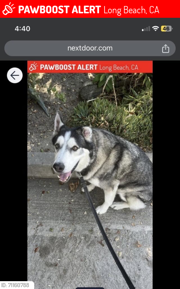 Lost Male Dog last seen East 10th st, last seen at 90813 Long Beach, CA, Long Beach, CA 90813
