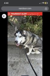 Lost Male Dog last seen East 10th st, last seen at 90813 Long Beach, CA, Long Beach, CA 90813