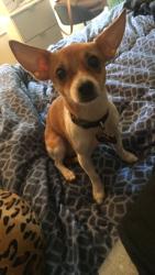 Lost Male Dog last seen Kirkwood and briar Forest , Houston, TX 77077