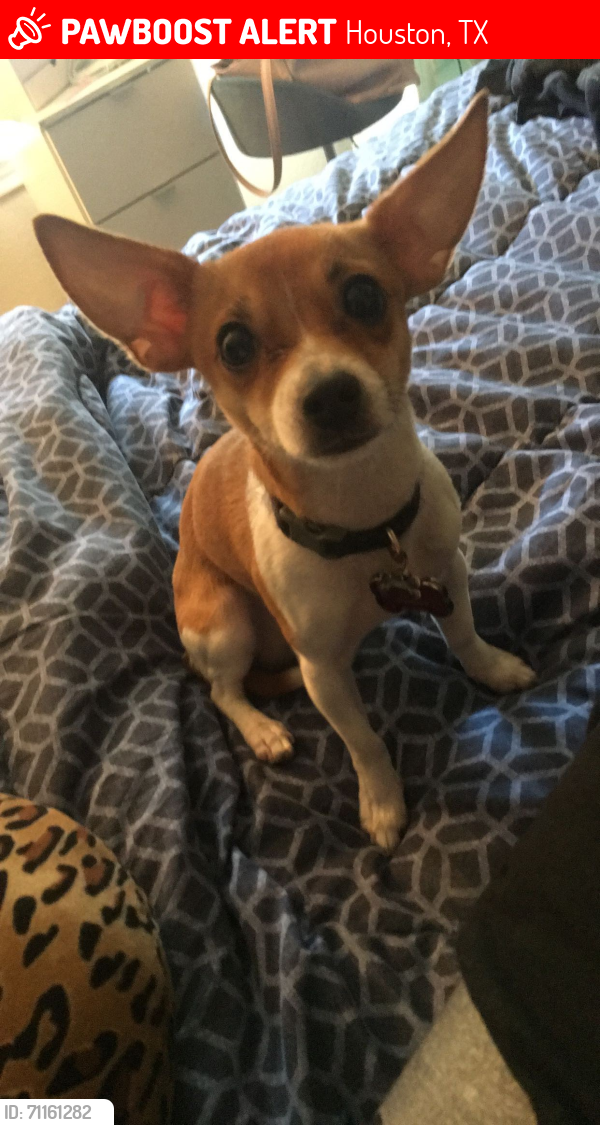 Lost Male Dog last seen Kirkwood and briar Forest , Houston, TX 77077