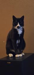 Lost Male Cat last seen Arcadia and harlow, Eugene, OR 97401