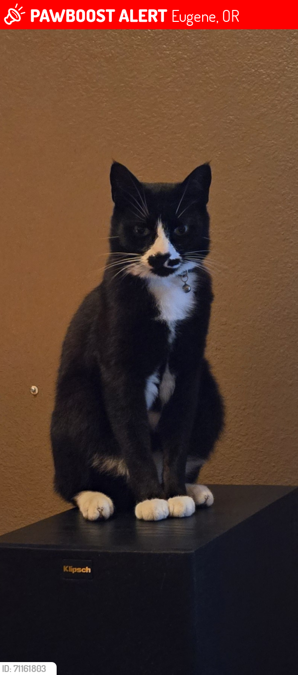Lost Male Cat last seen Arcadia and harlow, Eugene, OR 97401