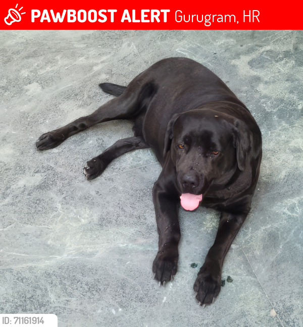 Lost Male Dog last seen K3 Lane, DLF Phase 2, Gurgaon, Gurugram, HR 122022