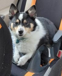Lost Male Dog last seen 58th st , Ashtabula, OH 44004