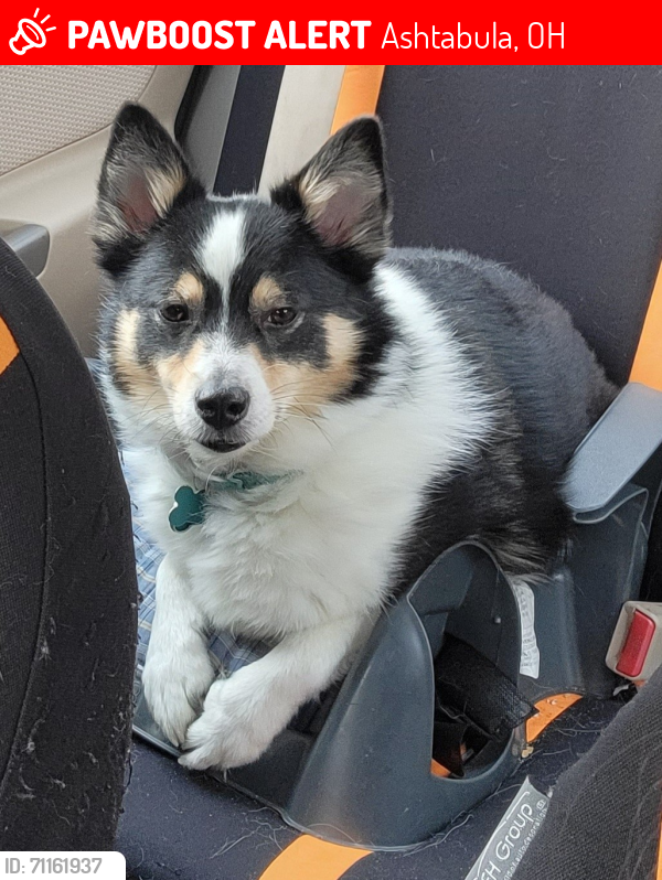 Lost Male Dog last seen 58th st , Ashtabula, OH 44004