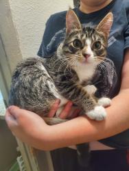 Lost Male Cat last seen Epperly Heights Neighborhood, Del City, OK 73115