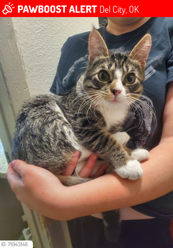 Lost Male Cat last seen Epperly Heights Neighborhood, Del City, OK 73115