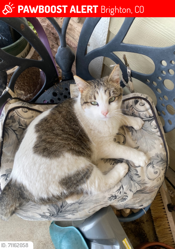 Lost Unknown Cat last seen 152nd Ave and Watkins Rd Brighton CO, Brighton, CO 80603