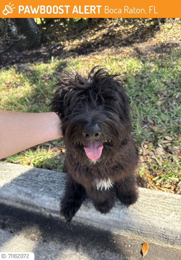 Rehomed Male Dog last seen Behind Publix in reserve shopping ctr, Boca Raton, FL 33496