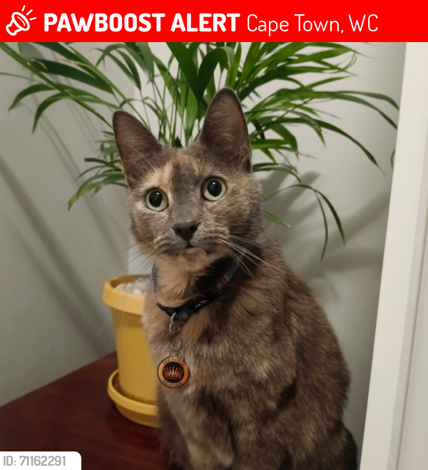 Lost Female Cat last seen Maraca Street, Cape Farms, Cape Town, WC 