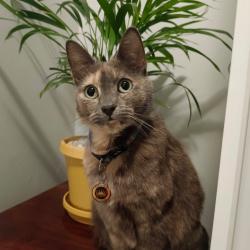 Lost Female Cat last seen Maraca Street, Cape Farms, Cape Town, WC 