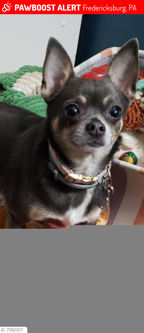 Lost Female Dog last seen 1speedway drive and east main street Fredericksburg pa, Fredericksburg, PA 17026