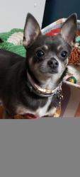 Lost Female Dog last seen 1speedway drive and east main street Fredericksburg pa, Fredericksburg, PA 17026