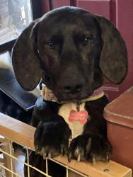 Lost Female Dog last seen Watson Branch and Si Knob Roads, Cullowhee NC, Cullowhee, NC 28723