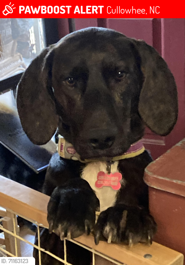 Lost Female Dog last seen Watson Branch and Si Knob Roads, Cullowhee NC, Cullowhee, NC 28723