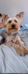 Lost Female Dog last seen Near Brisbane hills st , Las Vegas, NV 89149