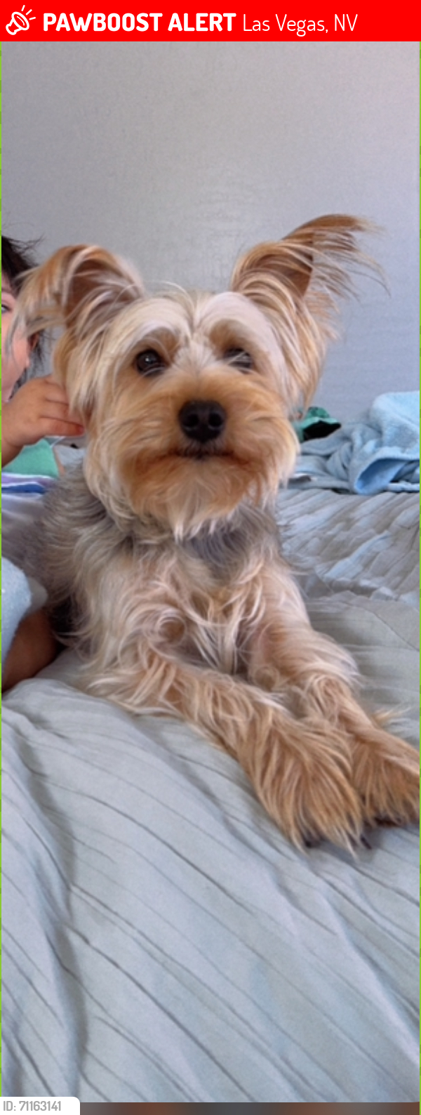 Lost Female Dog last seen Near Brisbane hills st , Las Vegas, NV 89149
