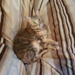 Lost Female Cat last seen Saint Andrews Rd & Sequoyah Rd, Oakland, CA 94605