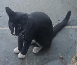 Lost Male Cat last seen Francis Ct, between Argo Ave & Hancock St, Elmont, NY 11003