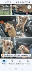 Lost Female Dog last seen Vega & altamesa st., Fort Worth, TX 76133