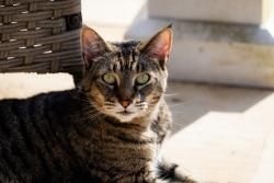 Lost Male Cat last seen Waterstone Blvd in Hardin Valley, Knoxville, TN 37932