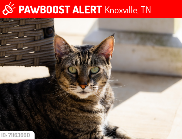 Lost Male Cat last seen Waterstone Blvd in Hardin Valley, Knoxville, TN 37932