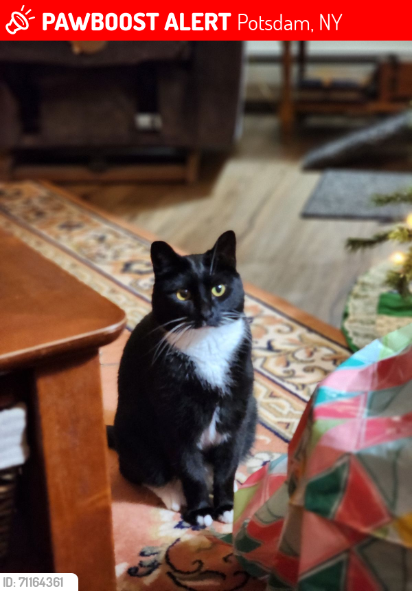Lost Female Cat last seen West Stockholm , Potsdam, NY 13676
