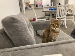 Lost Female Cat last seen Veranda Preserve/ Becker/ Port Saint Lucie 34984, Port St. Lucie, FL 34984