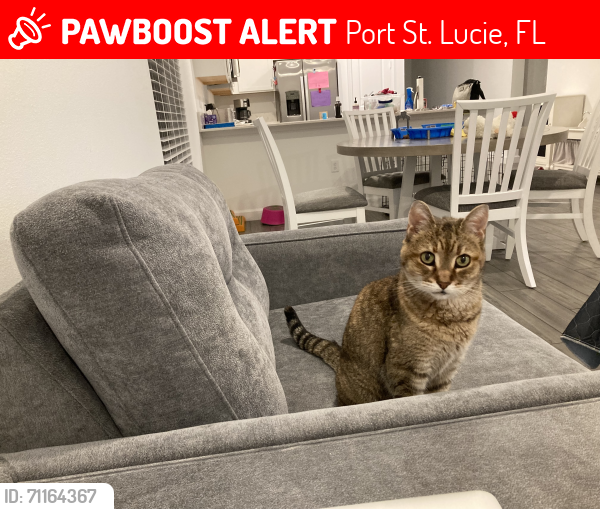 Lost Female Cat last seen Veranda Preserve/ Becker/ Port Saint Lucie 34984, Port St. Lucie, FL 34984