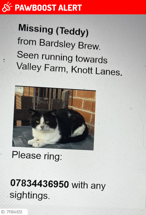 Lost Male Cat last seen As poster , Greater Manchester, England OL6