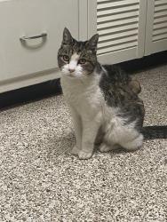 Reunited Female Cat last seen Old Town Village, Winston-Salem, NC 27040