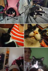 Lost Male Cat last seen Madison and Western , Cleveland, OH 44102
