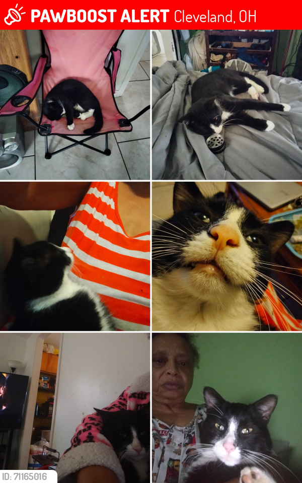 Lost Male Cat last seen Madison and Western , Cleveland, OH 44102